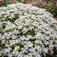 Аубриета Florado White