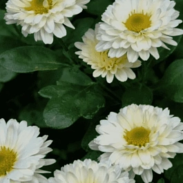 Хризантема индийская Poesie