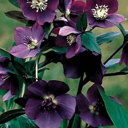 Морозник восточный Blue Lady