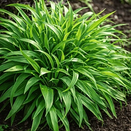 Ожика лесная