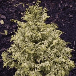 Кипарисовик тупой Lucas