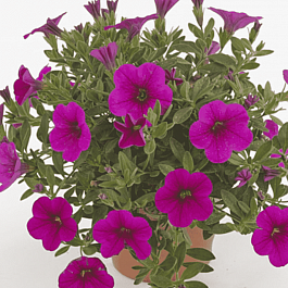 Калибрахоа Cabaret Early Neon Rose(кашпо)