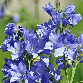 Синюха голубая