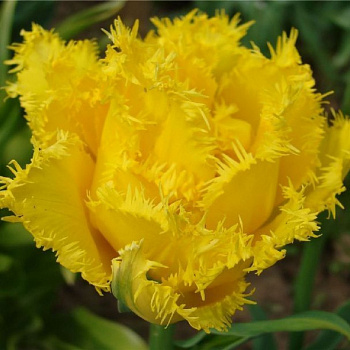 Тюльпан Мон Амур