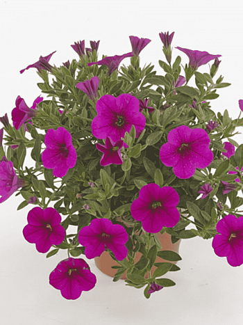 Калибрахоа Cabaret Early Neon Rose(кашпо)