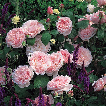 Роза английская парковая Эглантин