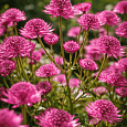 Астранция большая Red joyce