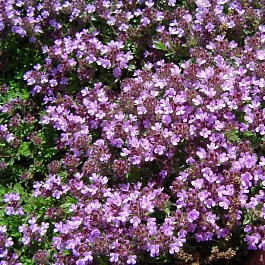 Тимьян (Чабрец, Чабер)  Дорфлера Bressingham Seedling