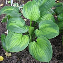 Хоста гибридная Авокадо Хоста гибридная Авокадо
