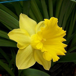 Нарцисс трубчатый Стандарт Велью