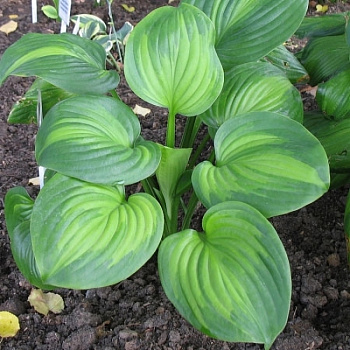 Хоста гибридная Авокадо