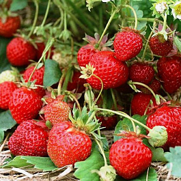 Земляника садовая Гирлянда