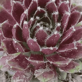 Молодило гибридное Silberkarneol