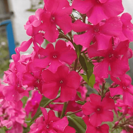 Флокс метельчатый Франт