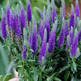 Вероника колосистая Ulster Dwarf Blue