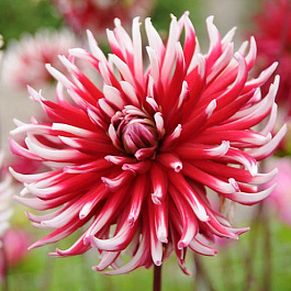 Георгина Кактусовая Фриколе