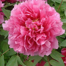 Пион древовидный Сторинг Ред