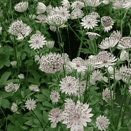 Астранция большая