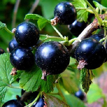 Смородина черная Рита