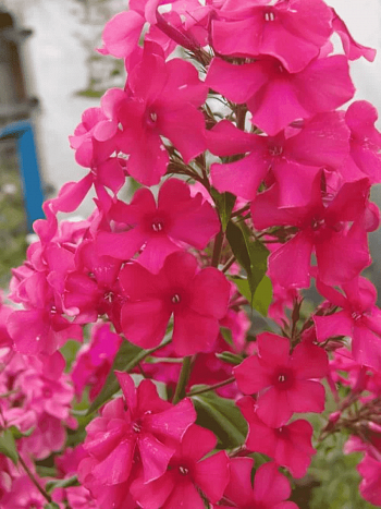 Флокс метельчатый Франт