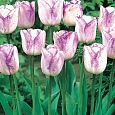 Тюльпан триумф Shirley