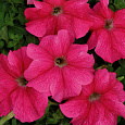 Петуния крупноцветковая Мистрал F1 Петуния крупноцветковая Мистрал F1