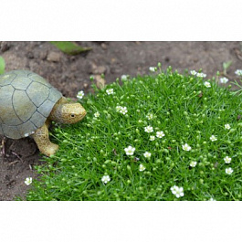 Мшанка шиловидная