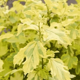 Пузыреплодник калинолистный Annys Gold