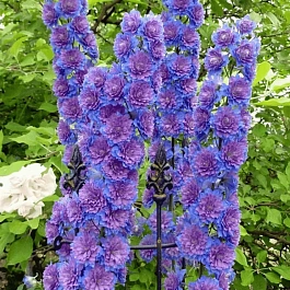 Дельфиниум культурный Highlander Dream Sensation