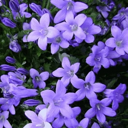 Колокольчик Портеншлага Catharina