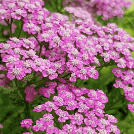 Тысячелистник обыкновенный Pink Grapefruit