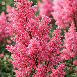 Астильба японская Lollypop