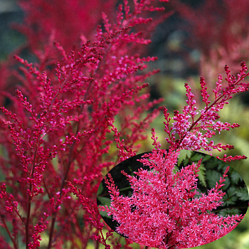 Астильба курчавая Мулен Руж НАБОР 2ШТ (1+1)