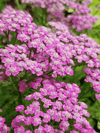 Тысячелистник обыкновенный Pink Grapefruit