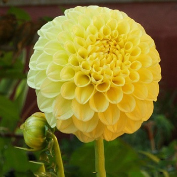 Георгина махровая Deepest Yellow