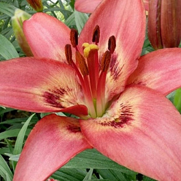 Лилия азиатская Тинилко