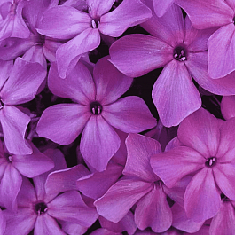 Флокс метельчатый Сирень пурпурная