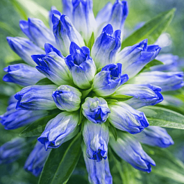 Горечавка даурская