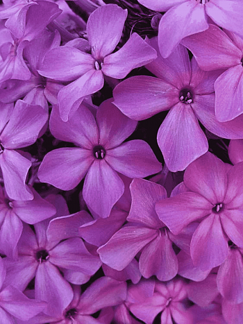 Флокс метельчатый Сирень пурпурная