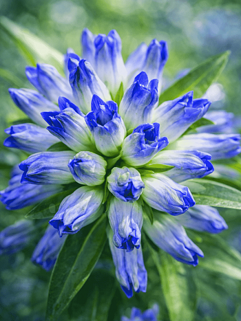 Горечавка даурская