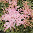 Астильба простолистная Pink Lightning