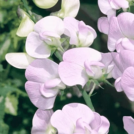 Чина широколистная Pink Pearl