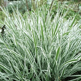 Райграс бульбоносный Variegatum