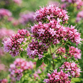 Душица обыкновенная Poncho Cascata