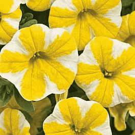 Калибрахоа Cabaret lemon