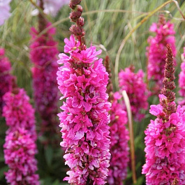 Дербенник иволистный Роберт