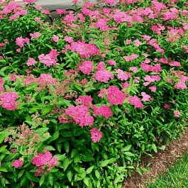 Спирея японская Neon Flash