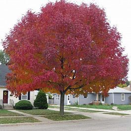 Клен татарский Гиннала Клен татарский Гиннала