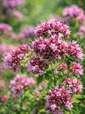 Душица обыкновенная Poncho Cascata