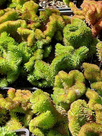 Очиток кристатный Coral Green